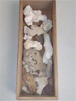 COLLECTION OF CORALS IN WOOD ALBERTA SPRINGS BOX