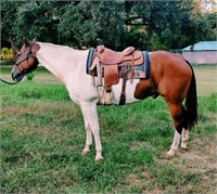 Awesome Eighty 2006 Bay Tobiano APHA Gelding