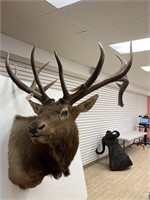 6 x 7 Elk Shoulder Mount