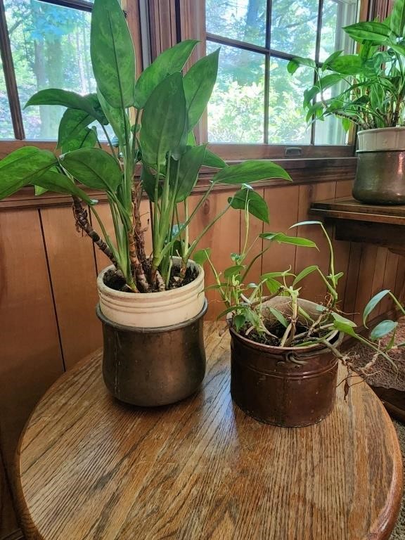 Lot Of 2 LIVE House Plants