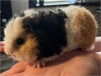 Female-Guinea Pig-Born 03/19/2024