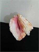 9.5 inch conch shell with a hole in it