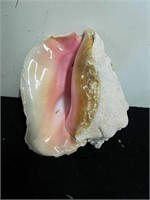 9 inch conch shell has a hole in it