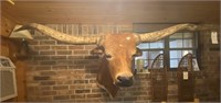 Longhorn Head w/Horns approx 70" Spread