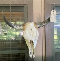 Animal Skull w/Horns