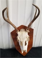 Mounted antlers and Skull