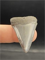 Shark, Fossil, Natural, Collectible, Specimen, Too