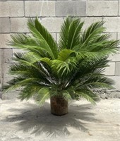 Very Nice Sego Palm Tree