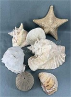 Huge Sea Shells
