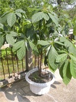 Avocado Tree, Approx. 66in Tall