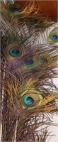 Peacock Feathers