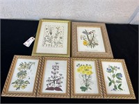 6pc Botanical Illustration Prints Assorted Flowers