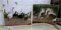 2 Geese, Ducks Photos for framing, 20" X 16"