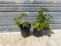 2 - One Gallon Red Raspberry Plants