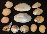 Clam Oyster Sea Shell Lot