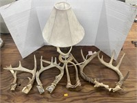 Deer antlers, turtle shell and deer antler lamp