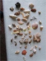 vintage estate seashells collection & fossils too!