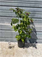 Large Red Raspberry Plant