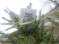 CANNAN FIR