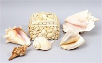 Shell Box with Assorted Seashells