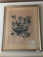 BONTTAILED GRACKLE PRINT FRAMED