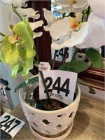 Orchid w/Pot (Den)