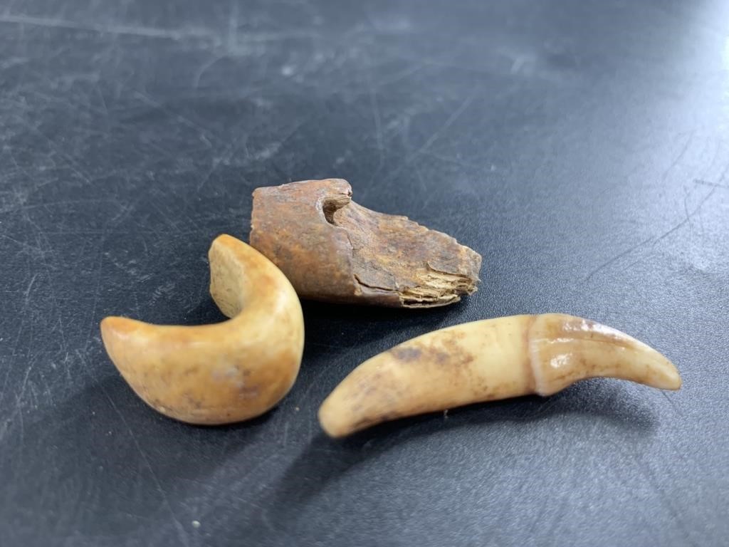 Three ancient Alaskan finds: a small canine tooth,