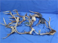 7 Sets of Whitetail Antlers