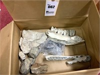 Shell & Bone Fossils