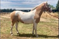 (VIC): MAGOO - Clydie x Paint Gelding