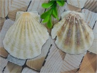 SCALLOP SHELLS ROCK STONE LAPIDARY SPECIMEN