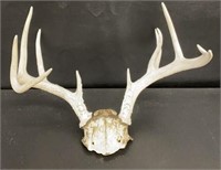 Deer Antlers and Skull