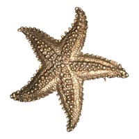 Star fish brooch