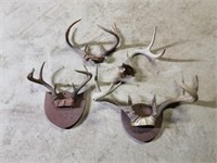 Deer Antlers 1 Lot