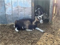 Nanny-Alpine Goat- Exposed to pygmy for July kiddg