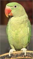 Unsexed, handraised-ALEXANDRINE Baby-9 mos