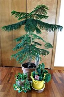 Houseplants - Norfolk Pine, Pothos, Anthurium