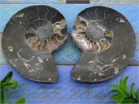 MAPLE LEAF PATTERN AMMONITE PAIR ROCK STONE LAPIDA