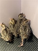 4 Unsexed-Gambels Quail Chicks
