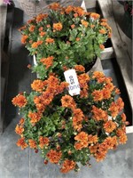 Pair of mum plants--orange