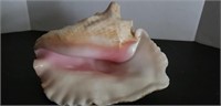 Lg conch shell