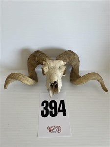 Real Long Horn Sheep Skull