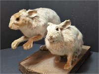 Vintage Snowshoe Hares (Rabbits) Taxidermy Mount,