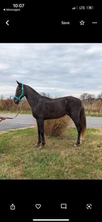 Midnight - Coming 3 YO Gray TWH Gelding - SUB Lot