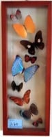 9 BUTTERFLIES IN GLASS FRAME AND BUTTERFLY OVAL