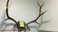 Elk Chocolate Antler Mount 38"