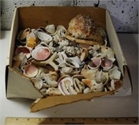 LOT - Box of Seashells
