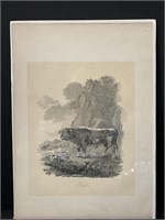 Vintage 1856 Engraving Print Cattle
