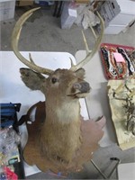 8 Point Mounted Buck. Wooden Mount As-Is