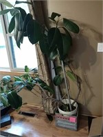 Milk crate with rubber plant